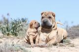 SHAR-PEI 577